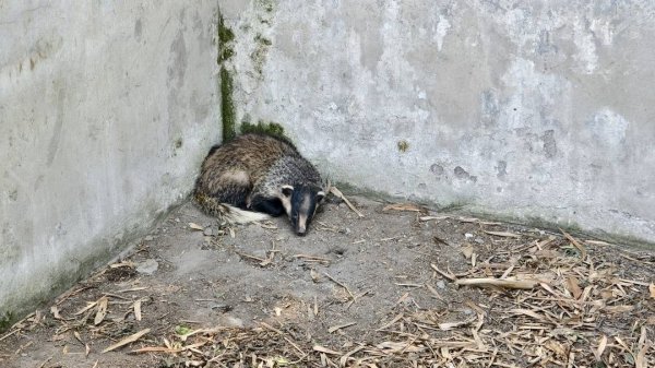 华泰优配 哺乳期猪獾溜进村民家觅食 村民救助后将其放生