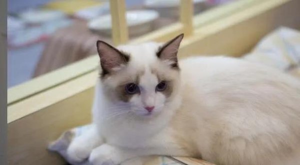 申宝策略 小猫球球被送奶奶家，名字喊错心烦意乱，减肥之路却意外开启